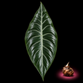 Alocasia beccarii mature leaf with Alocasia corm on black background