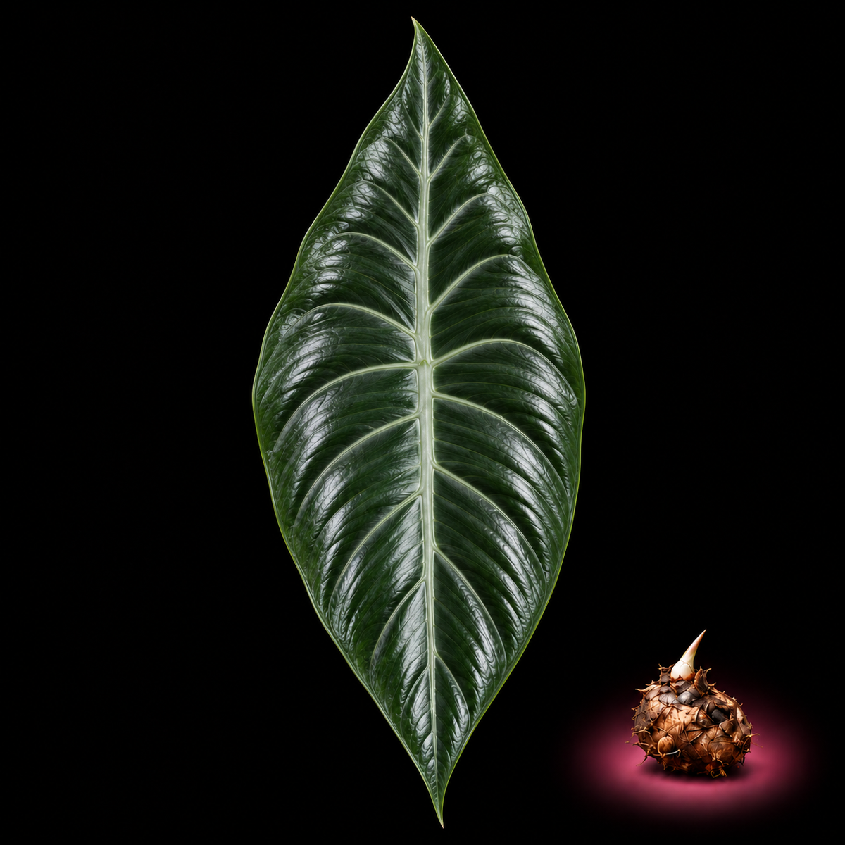 Alocasia beccarii mature leaf with Alocasia corm on black background