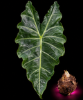 Alocasia Boa corm for sale — live collector Alocasia species corm