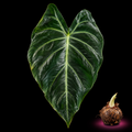 Alocasia boyceana mature leaf with Alocasia corm on black background