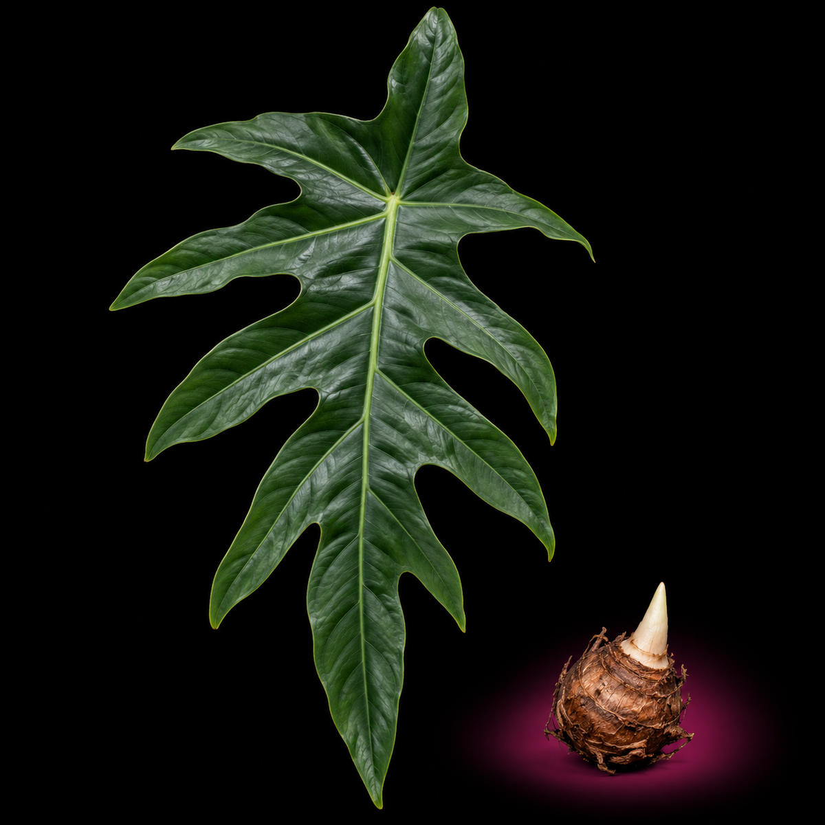 Alocasia brancifolia mature leaf with Alocasia corm on black background