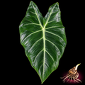Alocasia brisbanensis mature leaf with Alocasia corm on black background