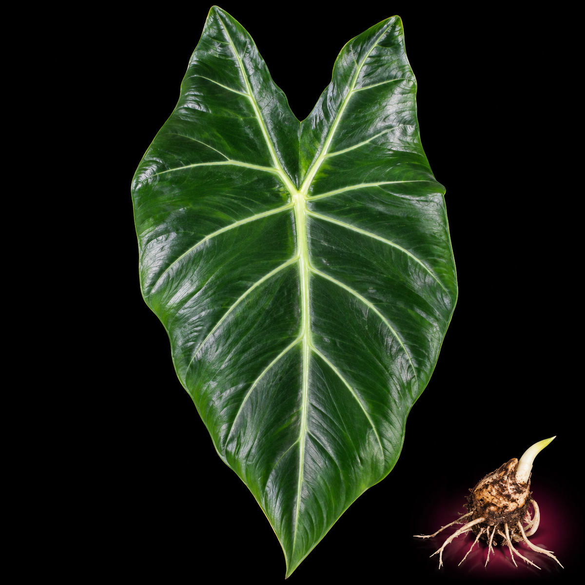 Alocasia brisbanensis mature leaf with Alocasia corm on black background