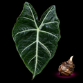 Alocasia cadieri mature leaf with Alocasia corm on black background