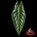 Alocasia celebica mature leaf with Alocasia corm on black background