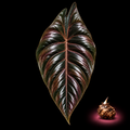 Alocasia chaii mature leaf with Alocasia corm on black background