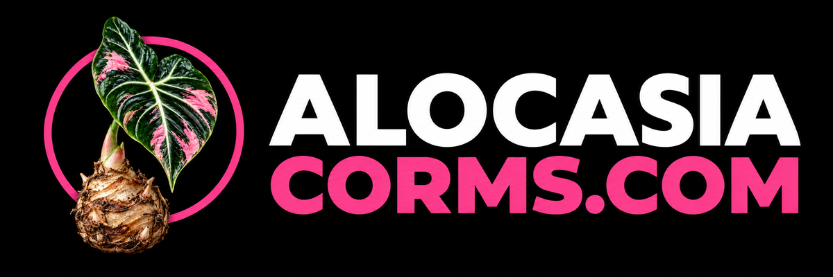 AlocasiaCorms.com