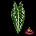 Alocasia culionensis mature leaf with Alocasia corm on black background
