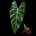 Alocasia Decipiens corm for sale — live collector Alocasia species corm