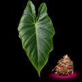 Alocasia Decumbens corm for sale — live collector Alocasia species corm