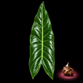 Alocasia epilithica mature narrow green leaf with Alocasia corm on black background