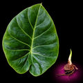 Alocasia evrardii mature green leaf with Alocasia corm on black background