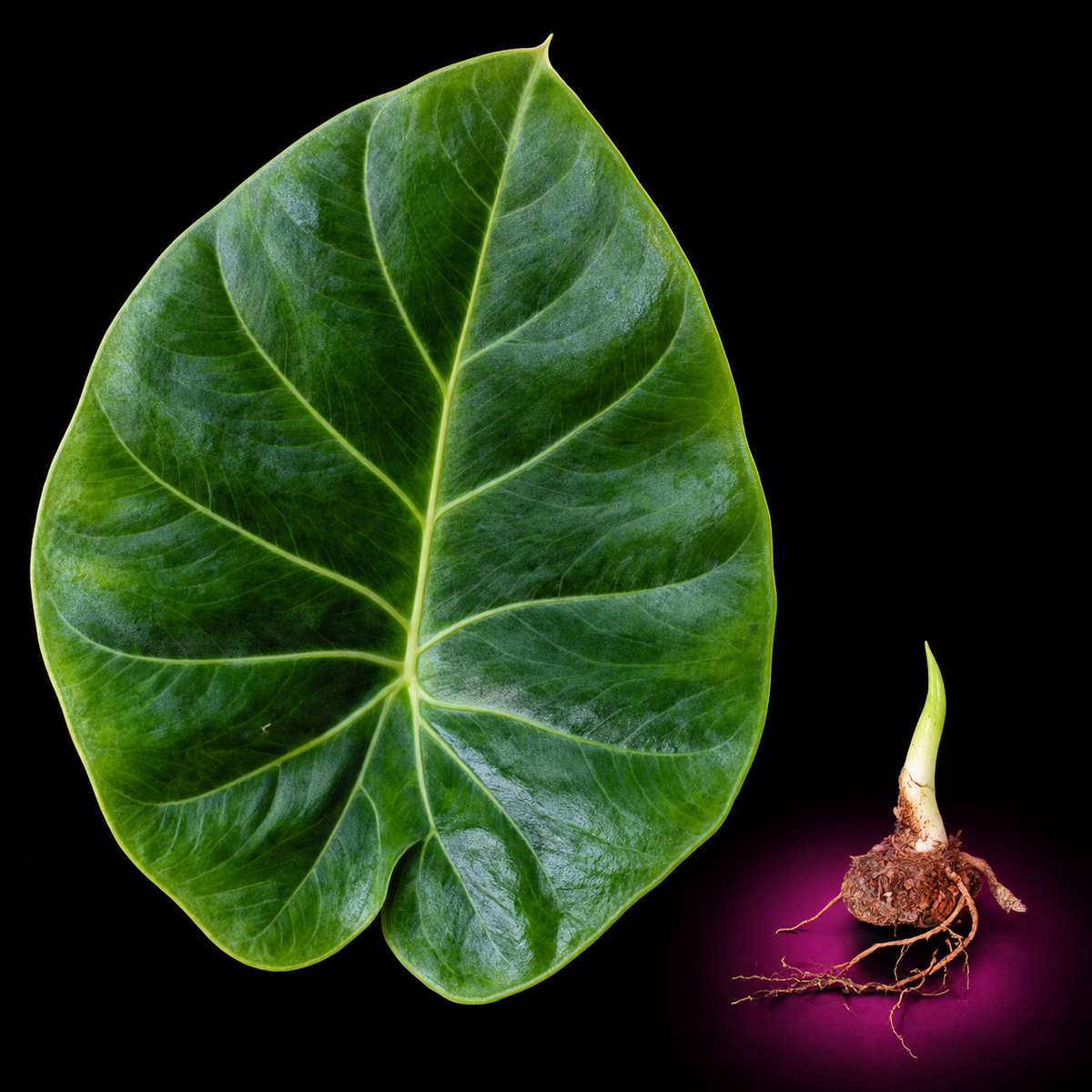 Alocasia evrardii mature green leaf with Alocasia corm on black background
