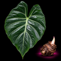 Alocasia Fallax corm for sale — live collector Alocasia species corm