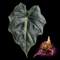 Alocasia farisii mature grey-green leaf with Alocasia corm on black background