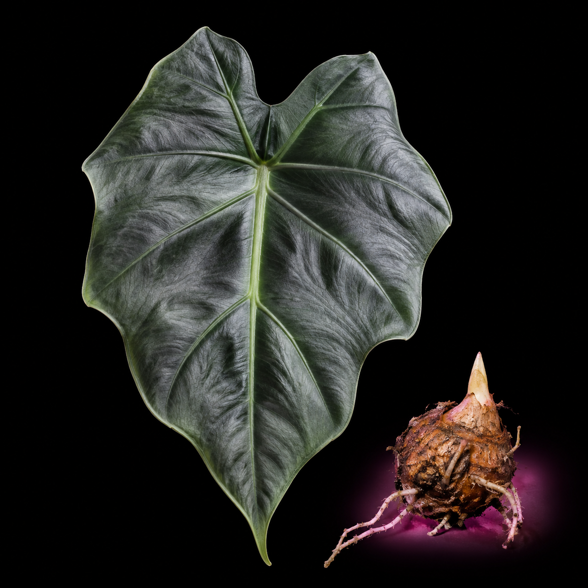 Alocasia farisii mature grey-green leaf with Alocasia corm on black background