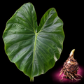 Alocasia flabellifera mature broad green leaf with Alocasia corm on black background