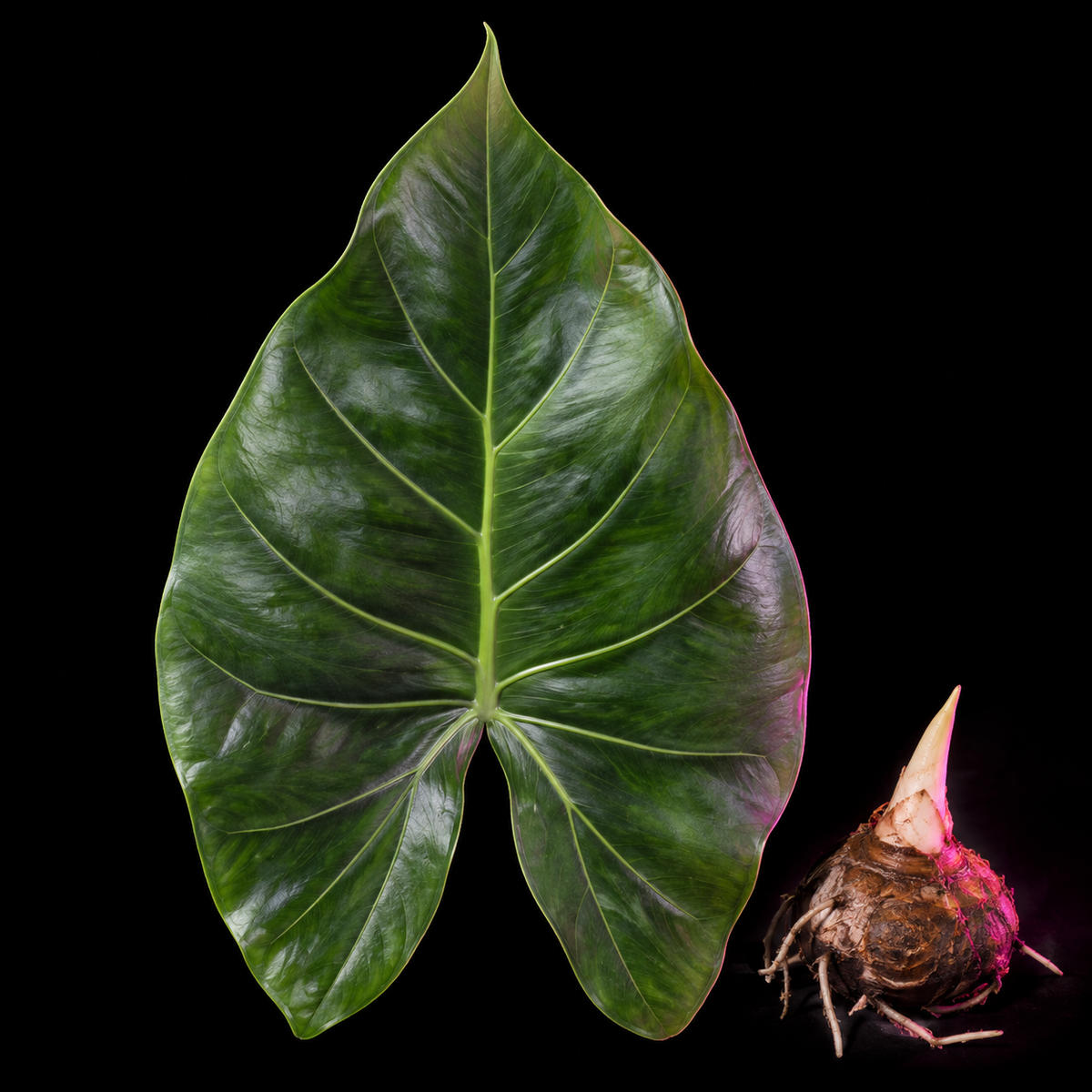 Alocasia flemingiana mature green leaf with Alocasia corm on black background