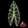 Alocasia grata mature leaf with Alocasia corm on black background