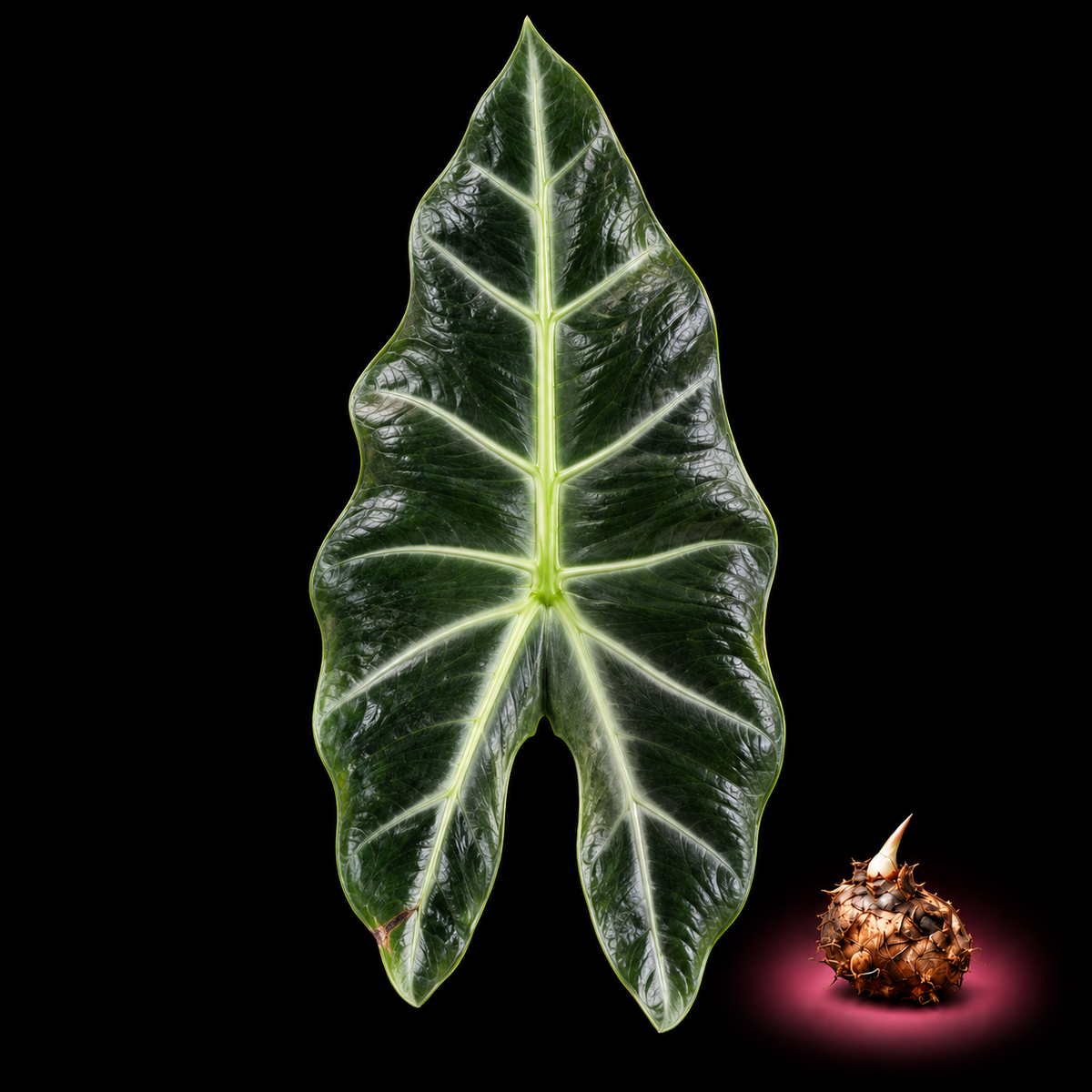 Alocasia grata mature leaf with Alocasia corm on black background