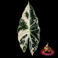 Alocasia hainanica mature leaf with Alocasia corm on black background