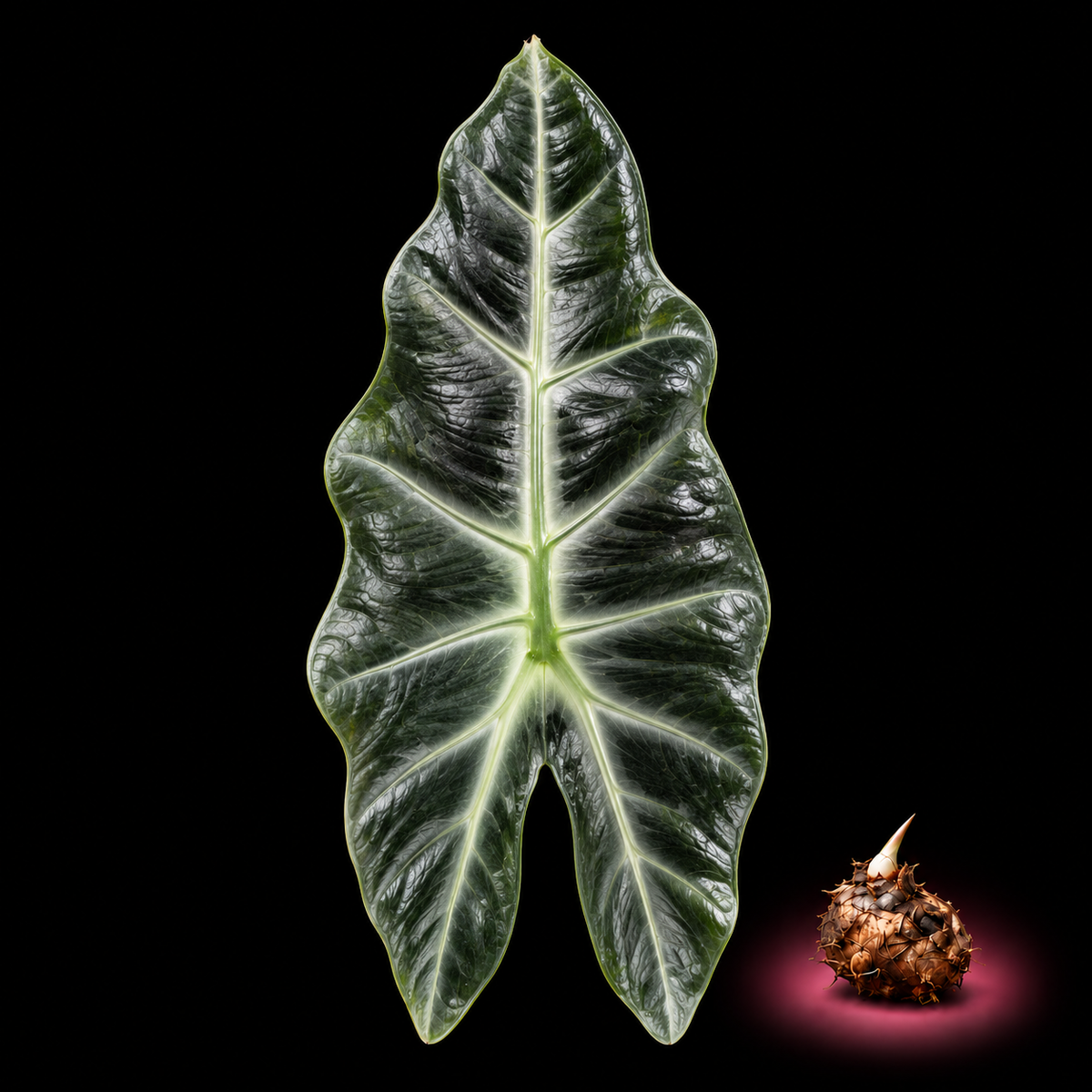 Alocasia hararganjensis mature leaf with Alocasia corm on black background