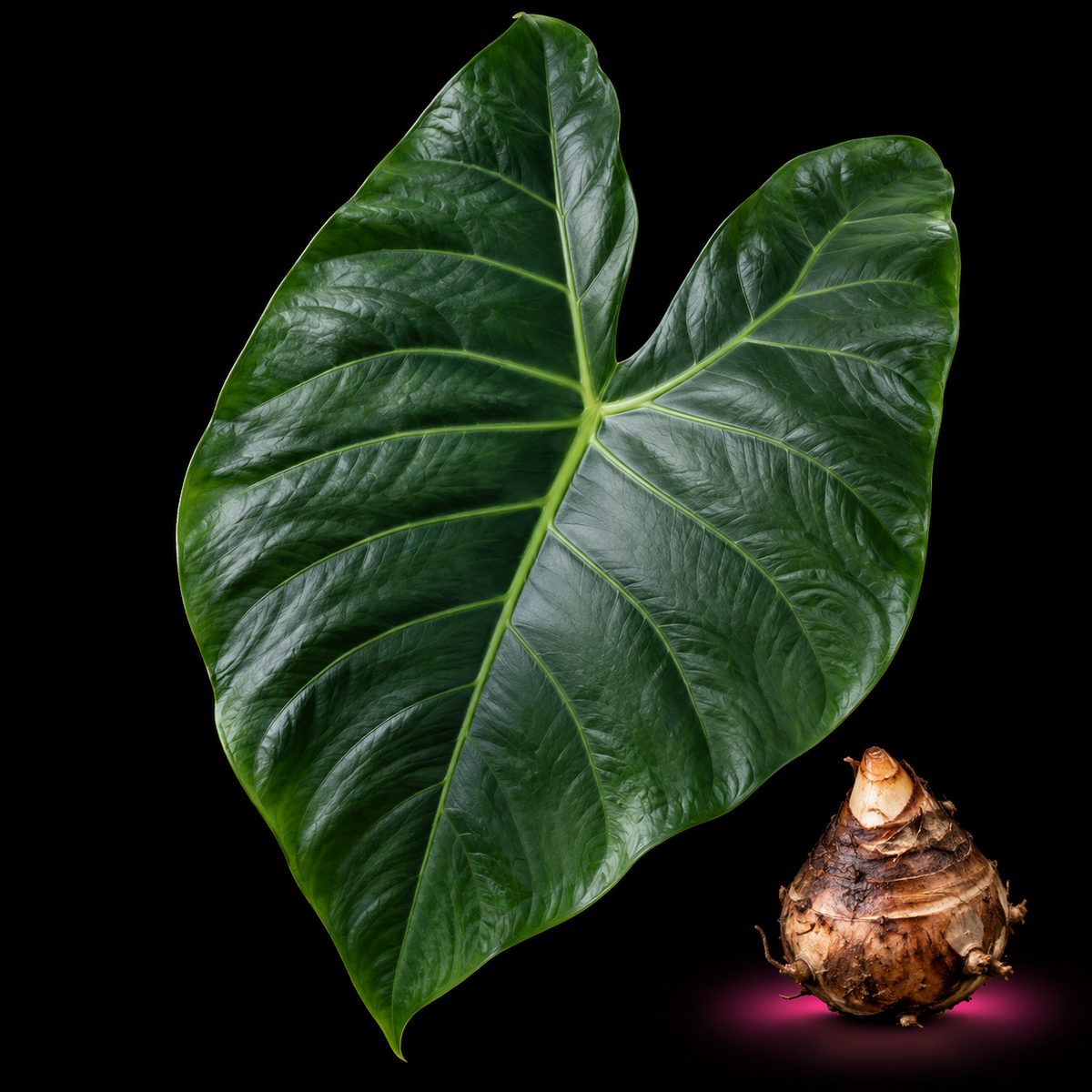Alocasia megawatiae mature green leaf with Alocasia corm on black background