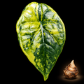 Alocasia Sinuata Aurea corm with mature variegated leaf