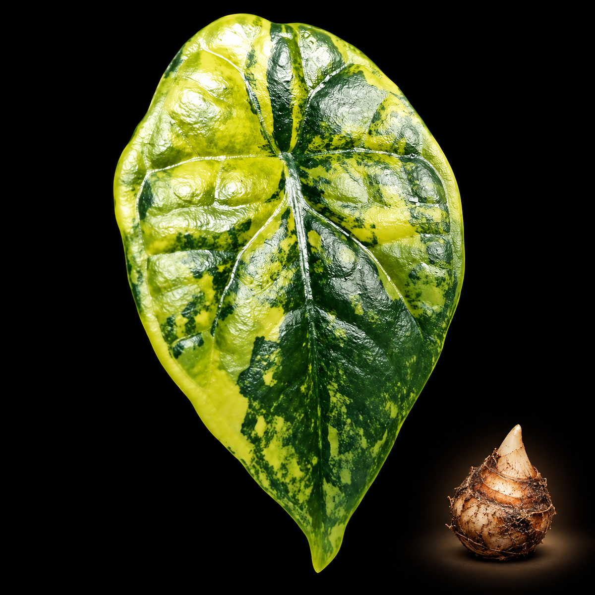 Alocasia Sinuata Aurea corm with mature variegated leaf