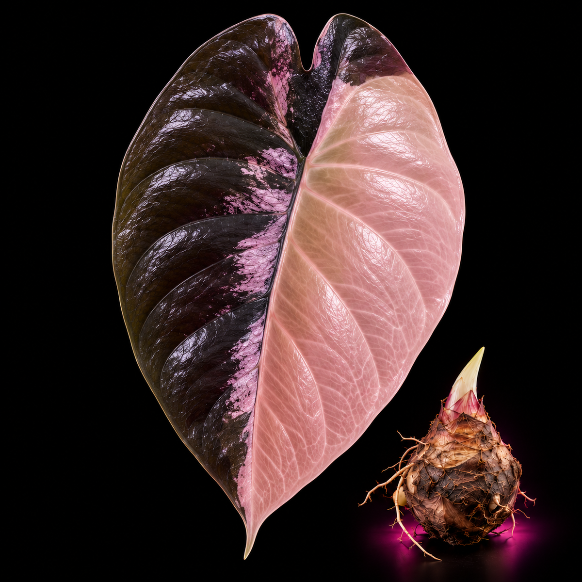 Alocasia Infernalis Pink Variegated Corm — live Alocasia corm for sale